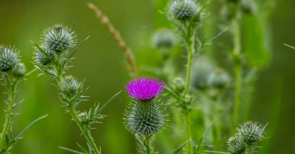 Milk Thistle